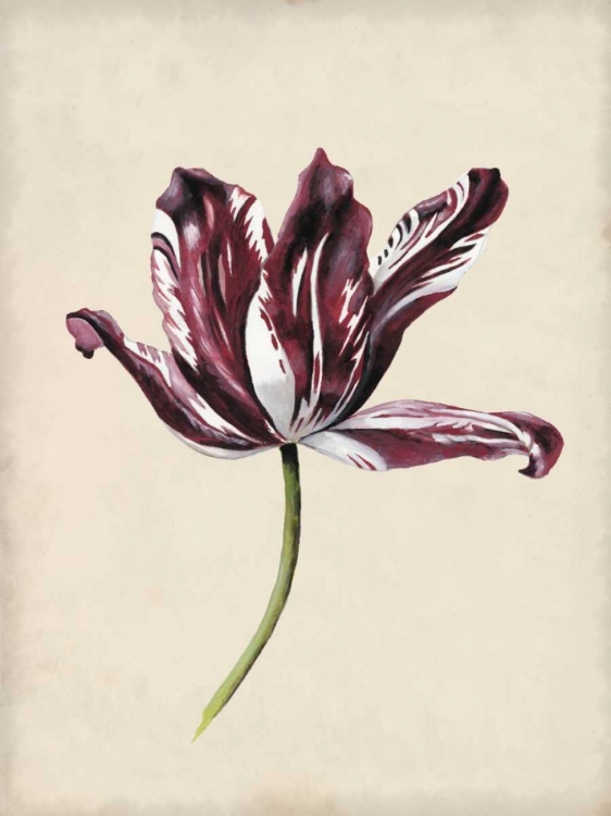 Picture of ANTIQUE TULIP STUDY IV