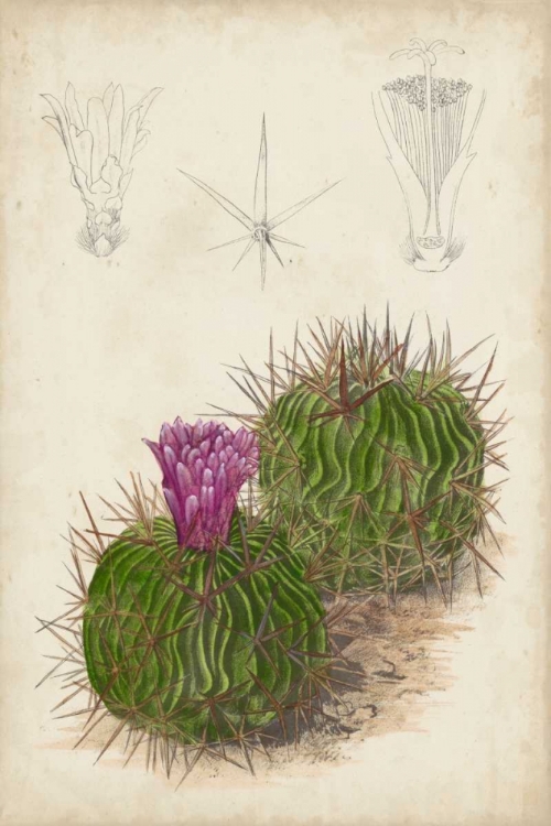 Picture of ANTIQUE CACTUS II