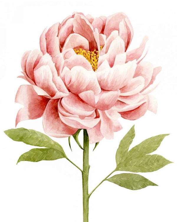 Picture of WATERCOLOR PEONY II