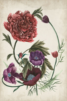 Picture of ANTIQUE PEONY I