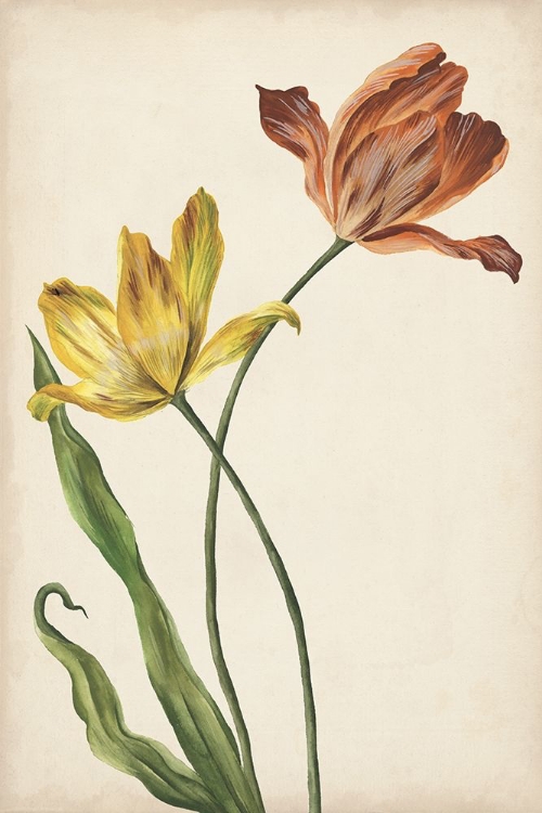 Picture of TWO TULIPS I