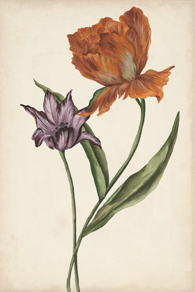 Picture of TWO TULIPS II