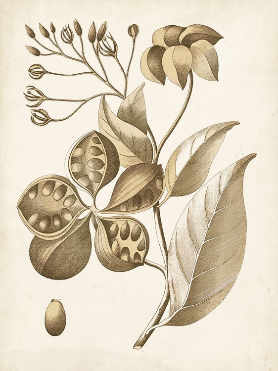 Picture of OCHRE BOTANICAL II