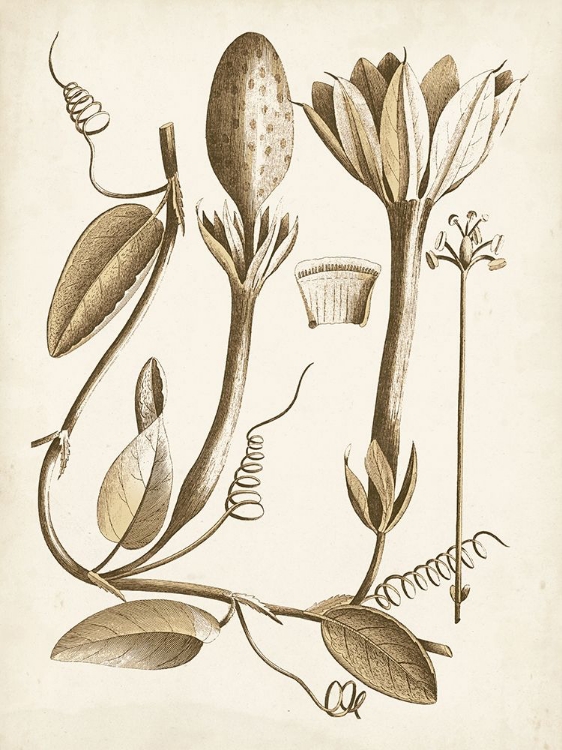 Picture of OCHRE BOTANICAL IV