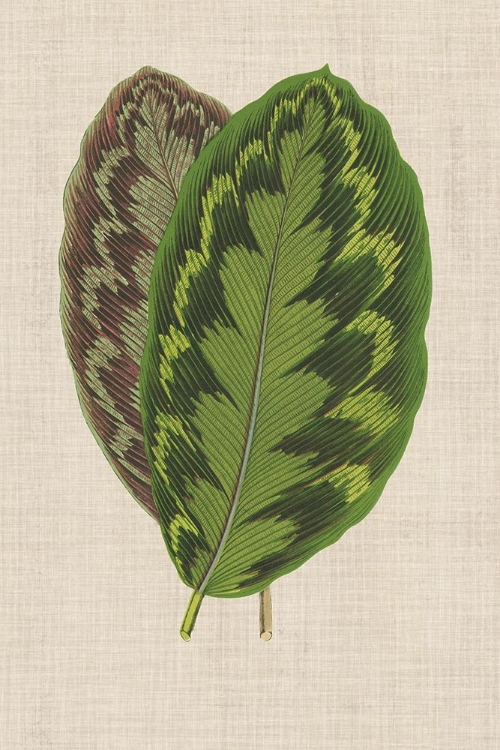 Picture of LEAVES ON LINEN IV