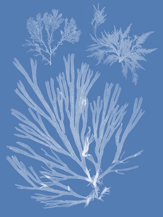 Picture of SEAWEED CYANOTYPE II