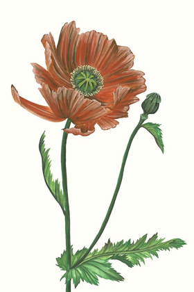 Picture of POPPY FLOWER III