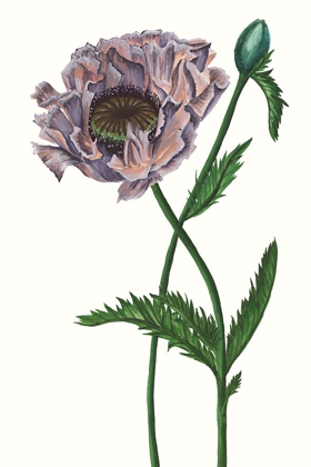 Picture of POPPY FLOWER IV