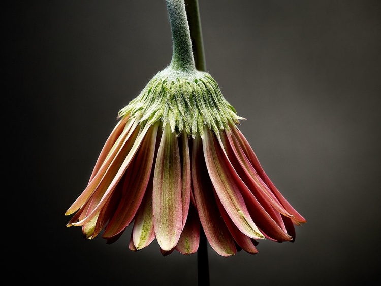 Picture of STUDIO FLOWERS II