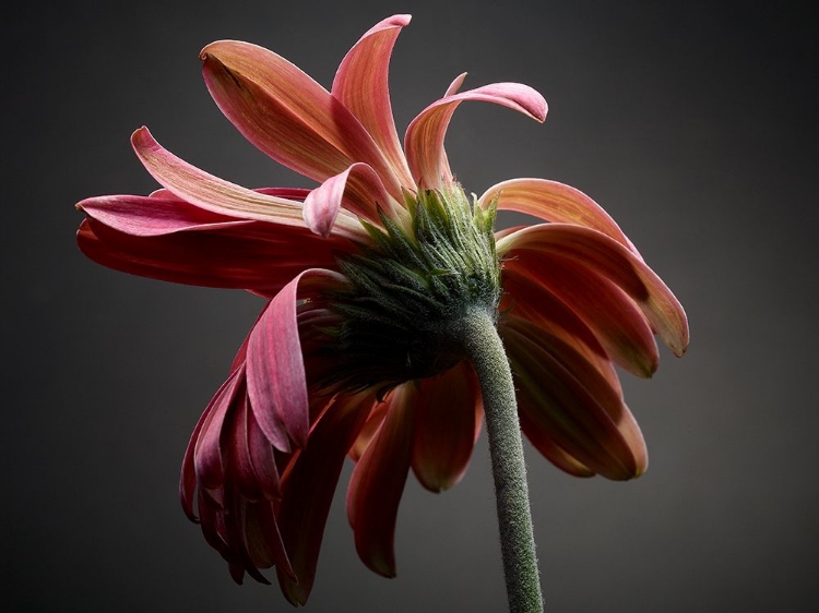 Picture of STUDIO FLOWERS IV