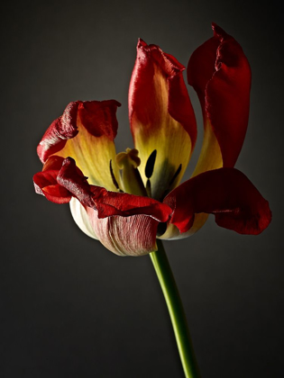 Picture of STUDIO FLOWERS XII