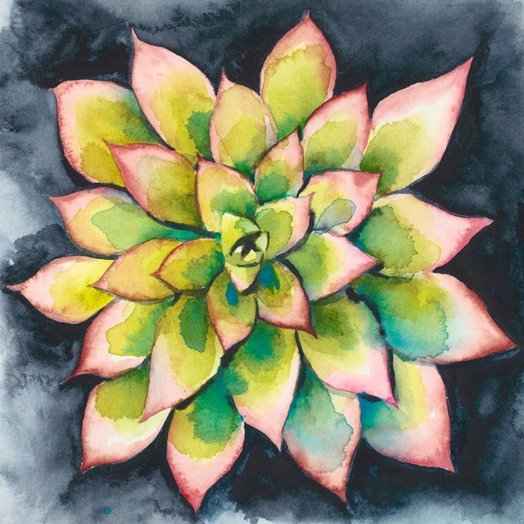 Picture of SUCCULENT ROSETTE IV