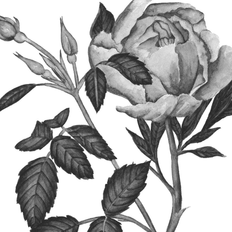 Picture of FLOWERS IN GREY I