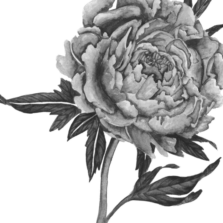 Picture of FLOWERS IN GREY II