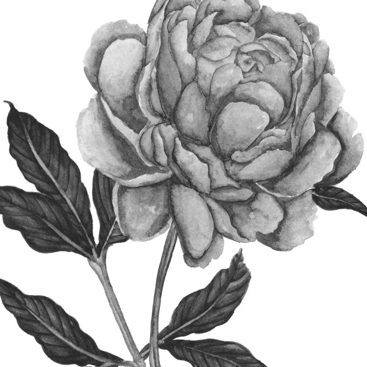 Picture of FLOWERS IN GREY IV