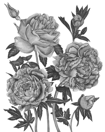 Picture of FLOWERS IN GREY VI