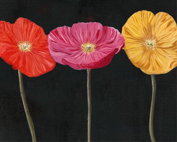 Picture of POPPY TRIO II