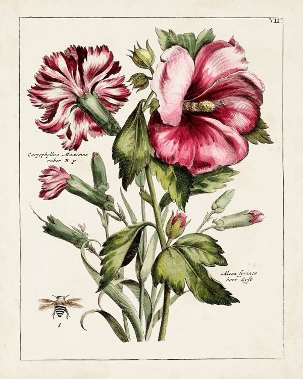 Picture of PINK HIBISCUS