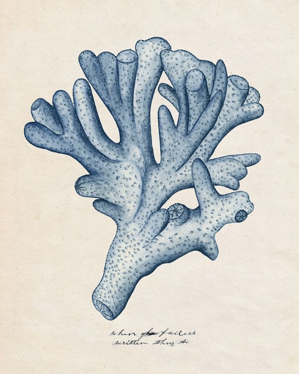 Picture of SEA CORAL STUDY I