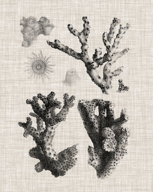 Picture of CORAL SPECIMEN I