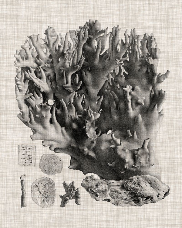 Picture of CORAL SPECIMEN V