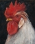 Picture of ROOSTER PORTRAIT II