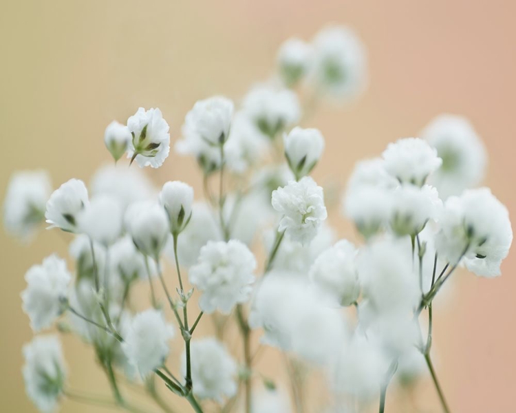 Picture of BABYS BREATH STUDY II