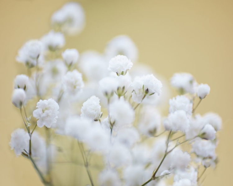 Picture of BABYS BREATH STUDY III