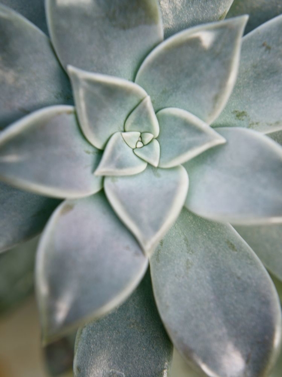 Picture of HANGING GARDEN SUCCULENT I