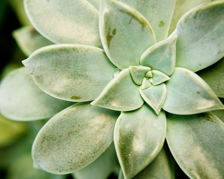 Picture of SPRING SUCCULENT II