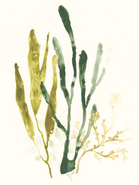 Picture of KELP COLLECTION I