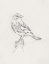 Picture of AVIAN STUDY  I