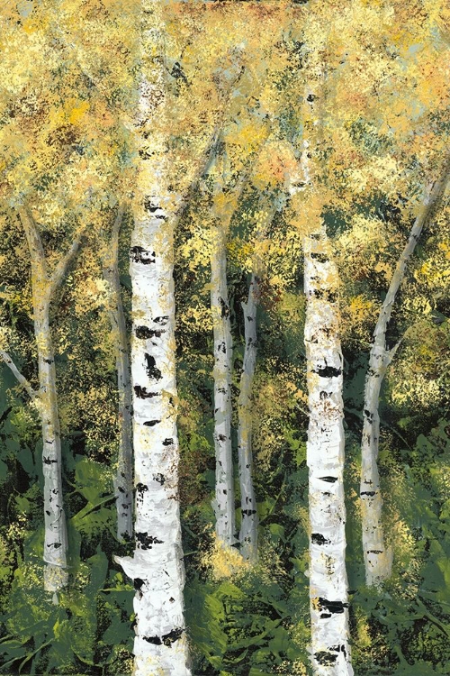 Picture of BIRCH TREELINE II