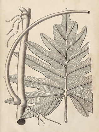 Picture of DISTINCTIVE LEAVES I