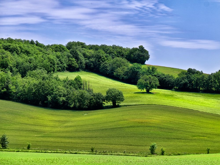 Picture of PASTORAL COUNTRYSIDE II