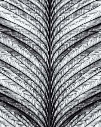 Picture of BLACK AND WHITE FEATHER 1