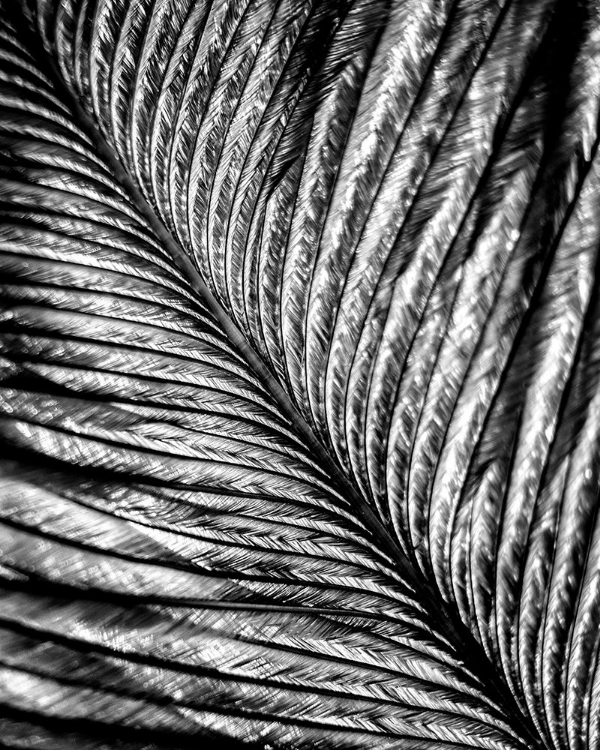 Picture of BLACK AND WHITE FEATHER 2