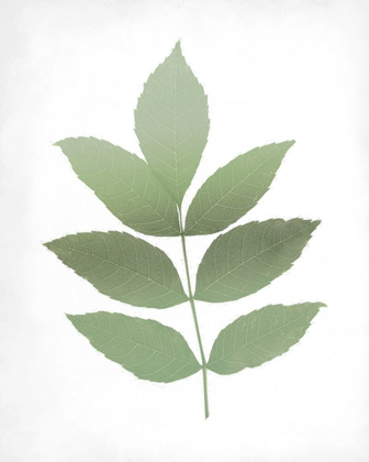 Picture of LEAVES PRINT 1