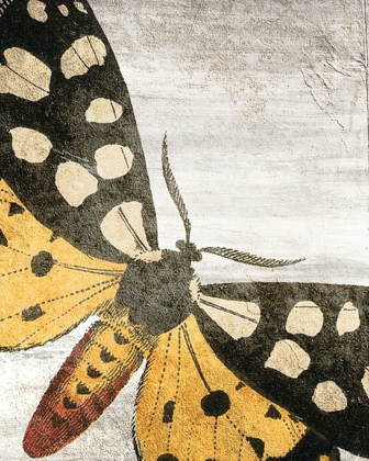 Picture of VINTAGE BUTTERFLY 1