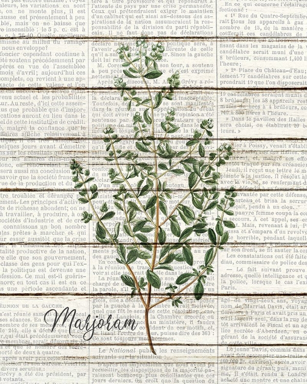 Picture of MARJORAM