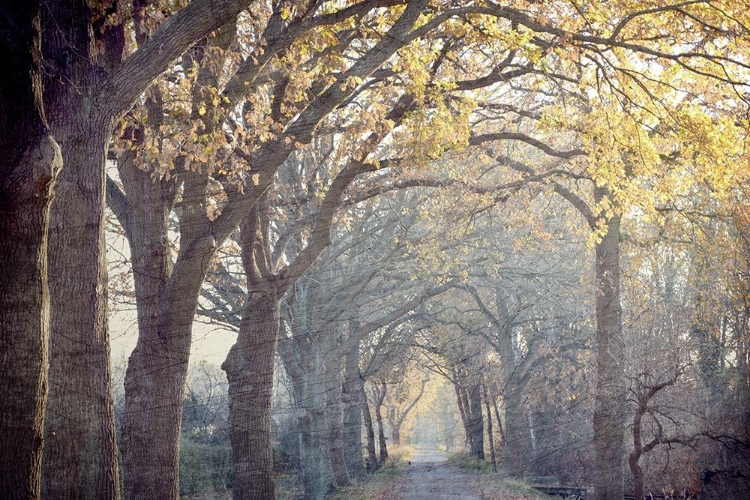 Picture of AVENUE OF TREES