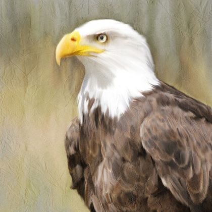 Picture of EAGLE EYE