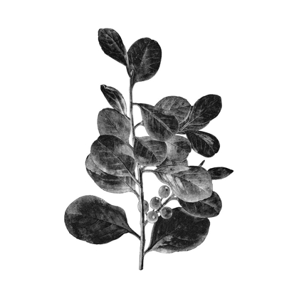 Picture of BOTANICAL BLACK 1