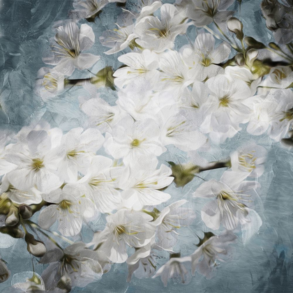 Picture of WHITE FLOWERS WITH BLUE