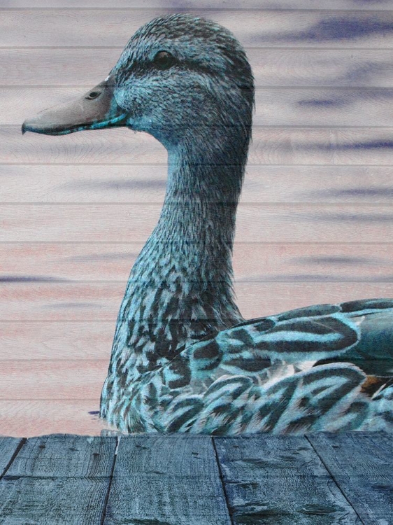 Picture of AQUA DUCK