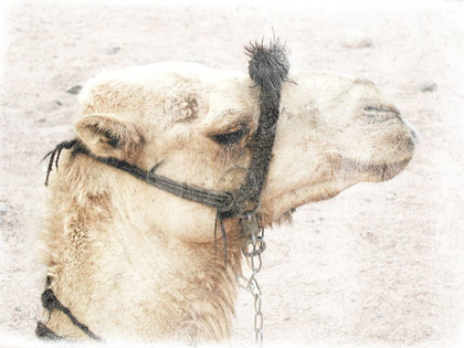 Picture of CAMEL 1