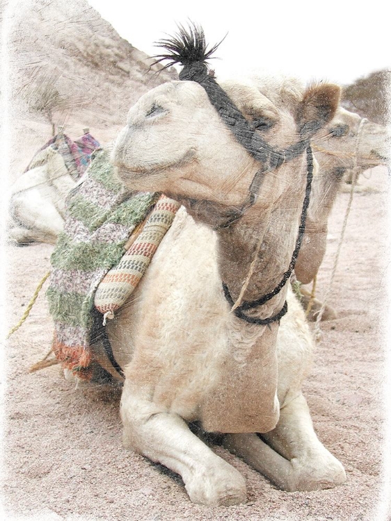 Picture of CAMEL 2