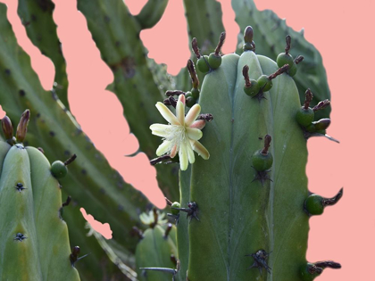 Picture of CACTUS FLOWER