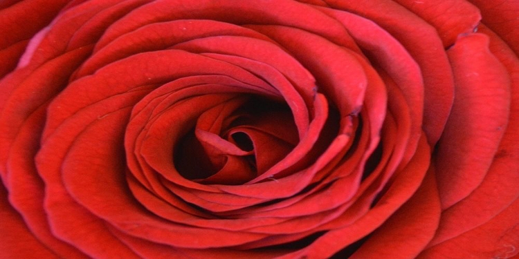 Picture of HEART OF THE ROSE