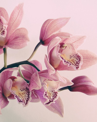 Picture of PINK ORCHIDS